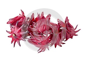 Roselle Hibiscus sabdariffa red fruit flower on white background