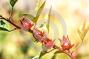 Roselle (plant) or Hibiscus sabdariffa