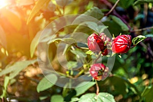 Roselle (plant) or Hibiscus sabdariffa