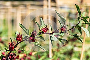 Roselle (plant) or Hibiscus sabdariffa