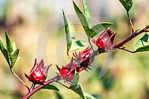 Roselle (plant) or Hibiscus sabdariffa