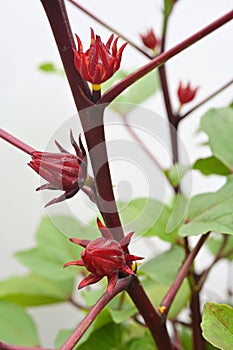 A Roselle plant with intact calyces, on white background