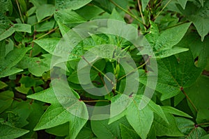 Roselle plant leaves in the garden, Roselle is an herb and can be used to make beverages