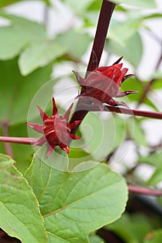 A Roselle plant with ripening dark red calyces, on white background