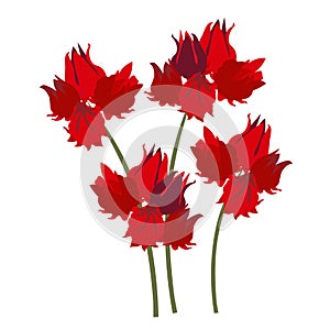 Roselle red flower hand drawn sketch art design element stoock vector illustration for web, for print
