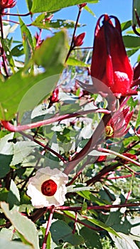 Roselle tree with white flower. photo