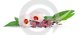 roselle on white background