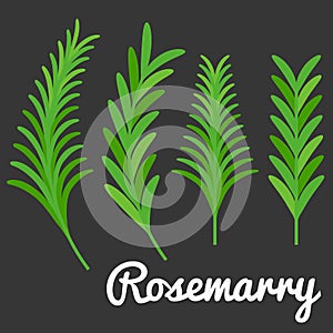 Rosemarry vector