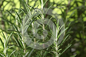 Rosemary