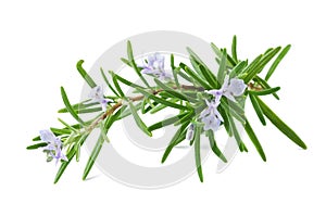 Rosemary