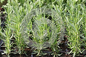 Rosemary