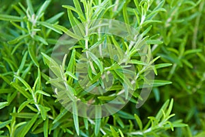 Rosemary photo