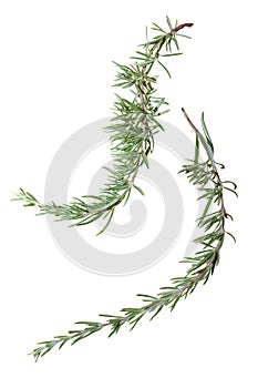 Rosemary photo