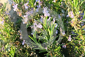 Rosemary