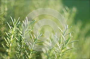 Rosemary Background Detail