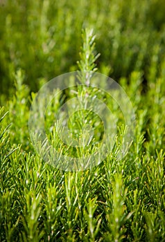 Rosemary background, fresh plant growth, scented