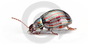 Rosemary beetle Chrysolina americana