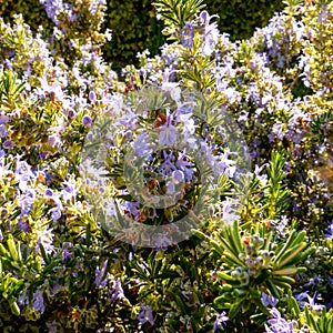 Rosemary in bloom at springtime