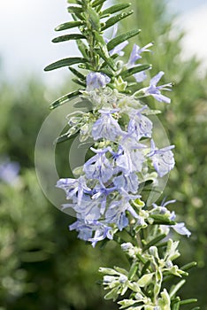 Rosemary flowering in spring. Rosemary green needles and blue blossoms photo