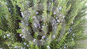 Rosemary blossom. Aromatic plant.