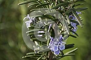 Rosemary blossom in herb garden closeup detail color