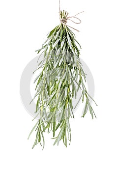 Rosemary bouchet hanged for drying