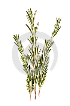 Rosemary branch