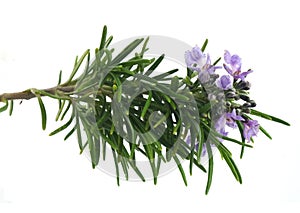 Rosemary branch