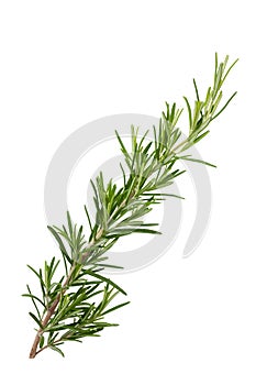 Rosemary branch