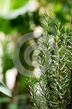 Rosemary branch green leaves on nature surface