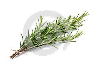 Rosemary branch