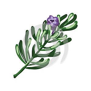 Rosemary branch and purple flower isolated on white. Rosmarinus officinalis