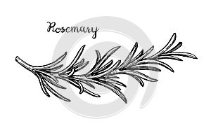 Rosemary branch sketch.