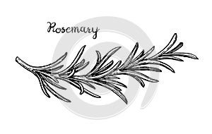 Rosemary branch sketch. photo