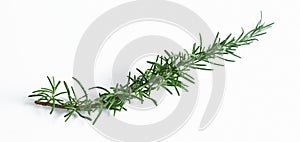 Rosemary branch on white background. Copy space