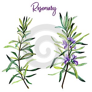 Rosemary branches with flowers, watercolour