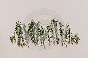 Rosemary branches pattern on pale beige background