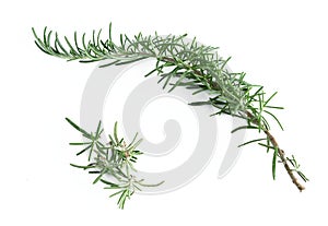 Rosemary branches on white background. Copy space. Salvia rosmarinus