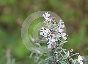 Rosemary bush in flower in garden and soft blurred background with copy space