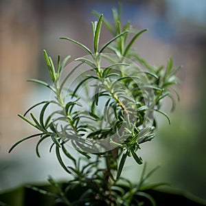 Rosemary