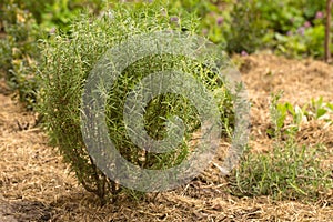 rosemary bush mulched with dry straw