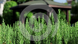 Rosemary bush outdoors. Culinary herb gardening concept.
