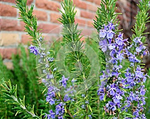 Rosemary bush purple flower and buds closeup horizontal