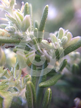 Rosemary close up with bugs