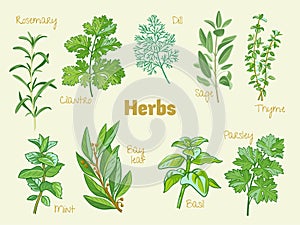 Rosemary, coriander, cilantro, dill, sage, thyme, mint, bay leaf, laurel, basil, parsley.