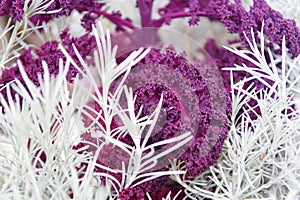 Rosemary and curly violet cabbage close up. Gardening unusual crops. Decorative crops concept. Abstract background with