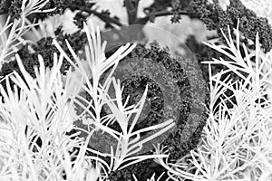 Rosemary and curly violet cabbage close up. Gardening unusual crops. Decorative crops concept. Abstract background with