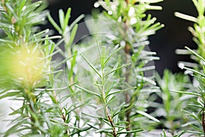 Rosemary with dark background use as healthy and ingredient concept