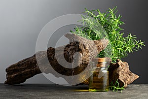 Rosemary essential oil and fresh rosemary with old snag on a stone background