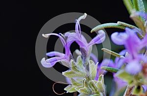 Rosemary flower